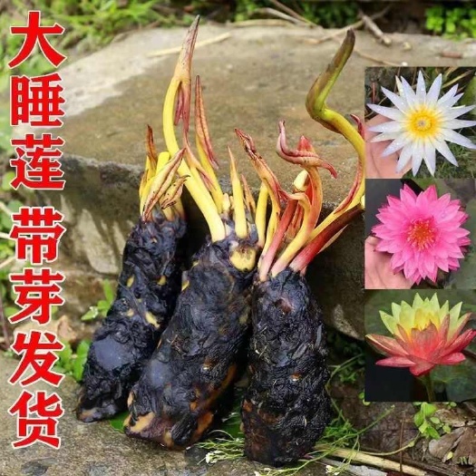 苏州睡莲根块池塘睡莲花水培植物四季莲花盆栽水养花卉荷花大睡莲根茎