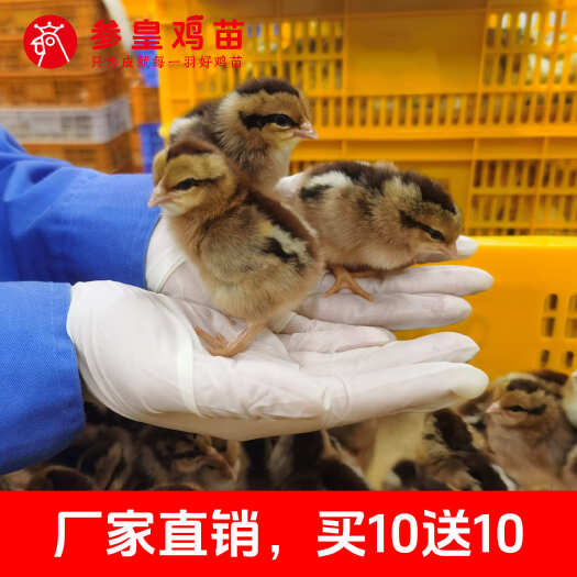 玉林参皇清远麻公苗