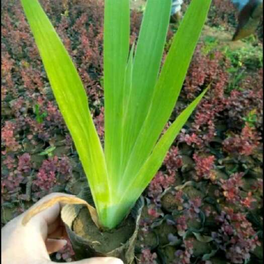 长沙蓝花鸢尾