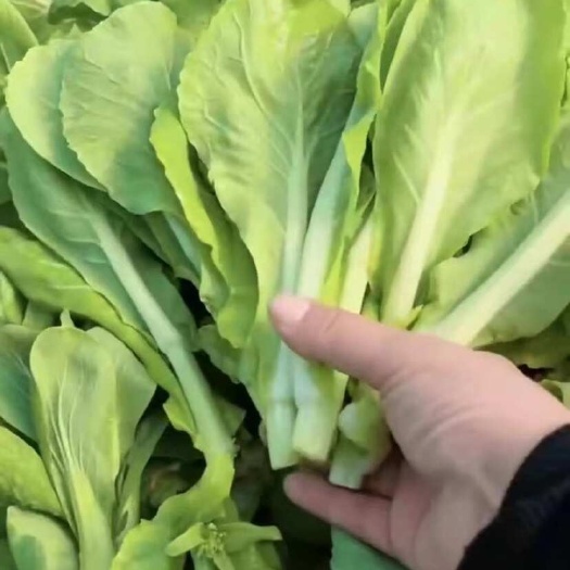 安徽基地毛白菜苔 白菜苔