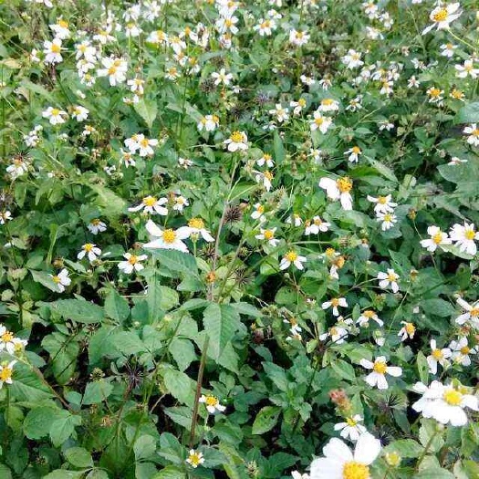 田东县鬼针草今年新货三叶黄花鬼针草有叶有杆带籽干品中草药