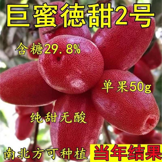 灵山县羊奶果树苗新品种德甜纯甜大果盆栽地栽当年结果南方北方种植耐寒
