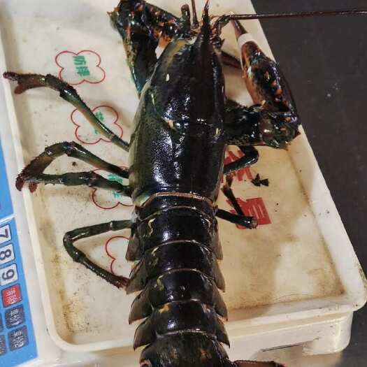 澳洲生猛波士龙虾新鲜活冷冻龙虾、酒店餐厅供应批发