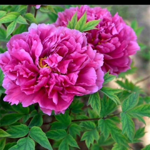平邑县【洛阳】牡丹花苗观赏大花重瓣花卉盆地栽绿植物庭院耐寒带芽
