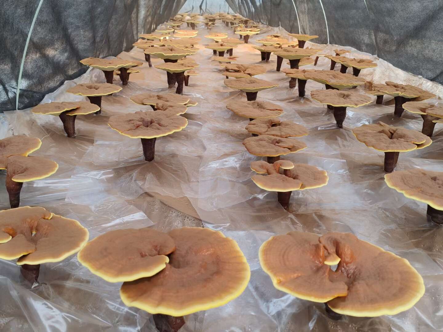 云南普洱精品大鹏椴木种植精品灵芝强身健体保养调理身体灵芝批发