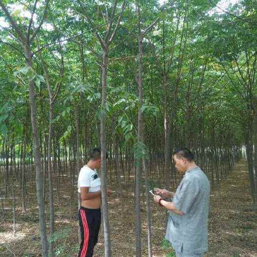 长沙苦楝树
