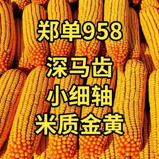 宿迁玉米种子矮杆大棒郑单958正品玉米种白轴高玉米种大全正牌抗