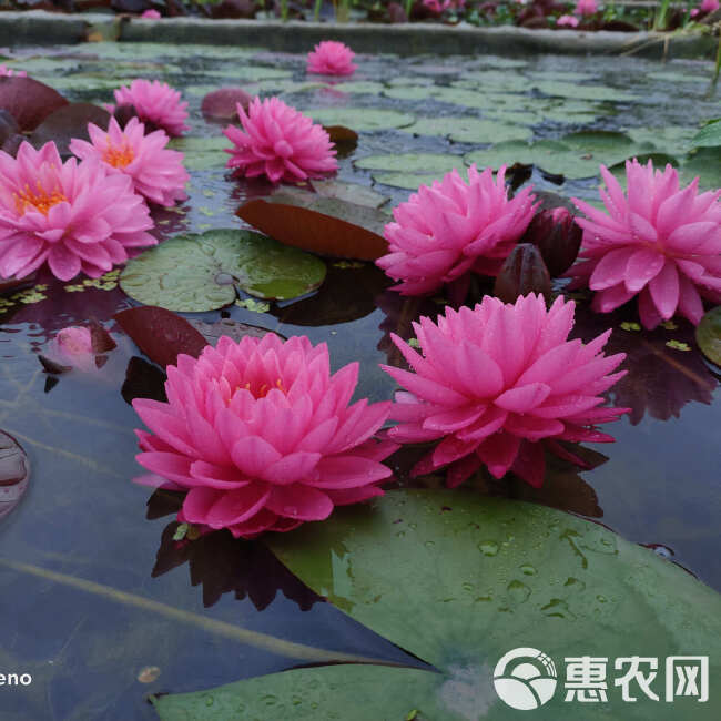 睡莲根块池塘睡莲花水培植物四季莲花盆栽水养花卉荷花大睡莲根茎