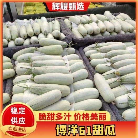 博洋61甜瓜，山东莘县特产，酥脆香甜，大量上市