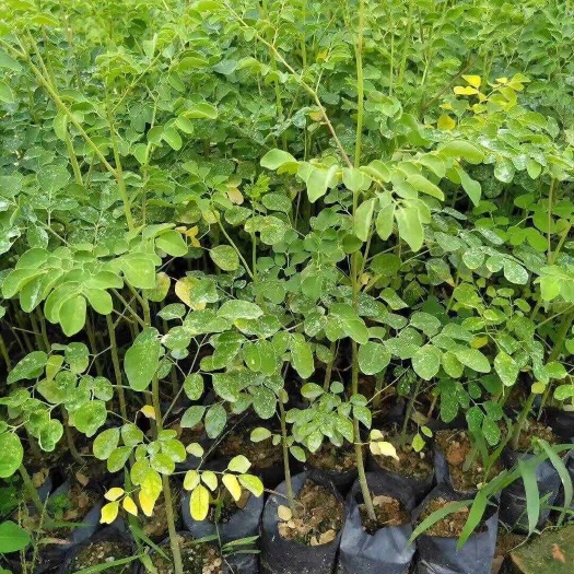 长沙辣木
