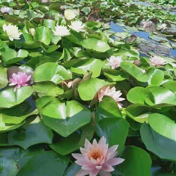 睡莲根块池塘睡莲花水培植物四季莲花盆栽水养花卉荷花大睡莲根茎