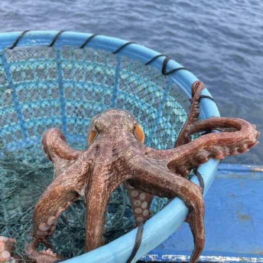 东山县新鲜八爪鱼海鲜水产鲜活冷冻小章鱼迷你八抓鱼超大爆头供应批发