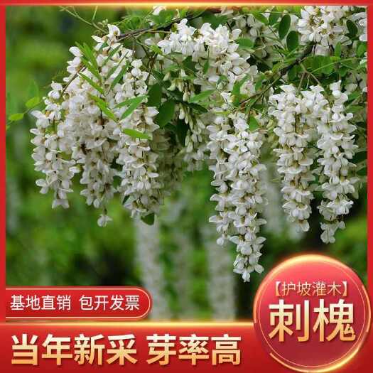 苏州刺槐种子白花刺槐树香花槐紫穗槐种籽洋槐蜜蜂采蜜槐花黄花槐种子