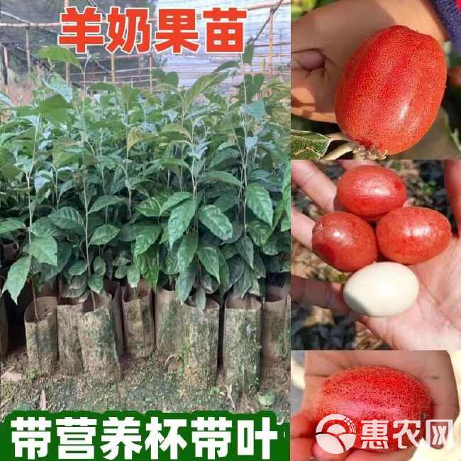 羊奶果树苗新品种德甜纯甜大果盆栽地栽当年结果南方北方种植耐寒