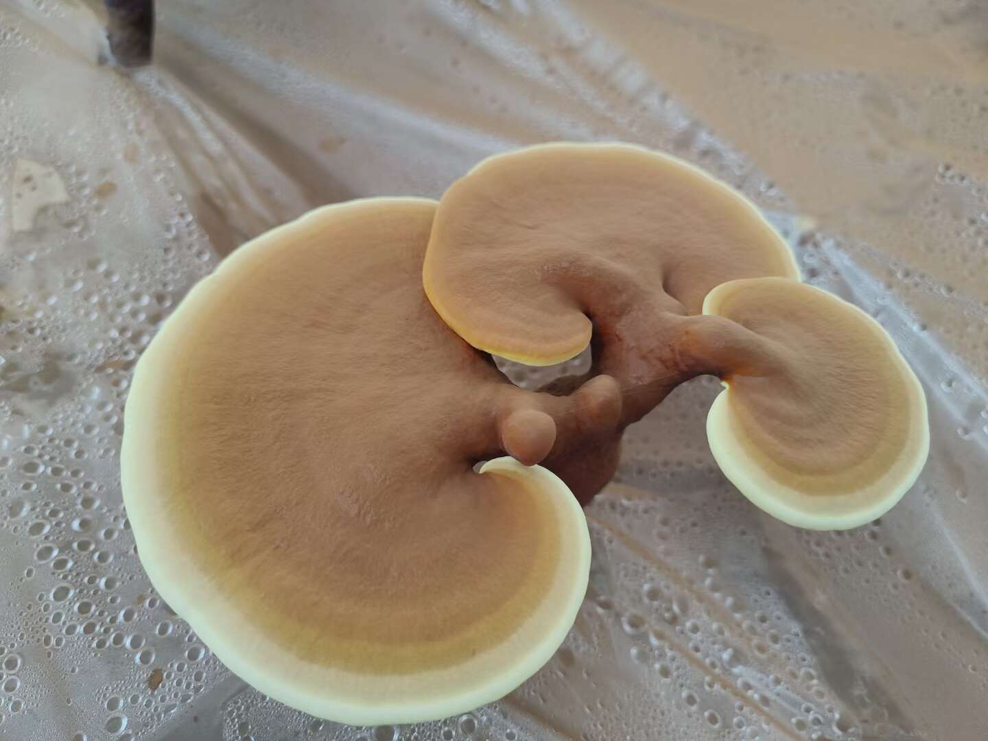 云南普洱精品大鹏椴木种植精品灵芝强身健体保养调理身体灵芝批发