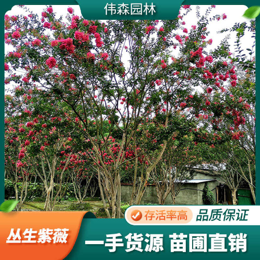 崇州市伟森园林 基地直发 出售6-8-10-12-16公分丛生紫薇