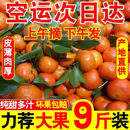 攀枝花广西金秋沙糖桔无籽应季新鲜水果薄皮桔子砂糖橘10斤