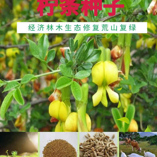 苏州柠条种子 小叶锦鸡儿种籽 抗旱治沙多年生护坡绿化林木灌木批发
