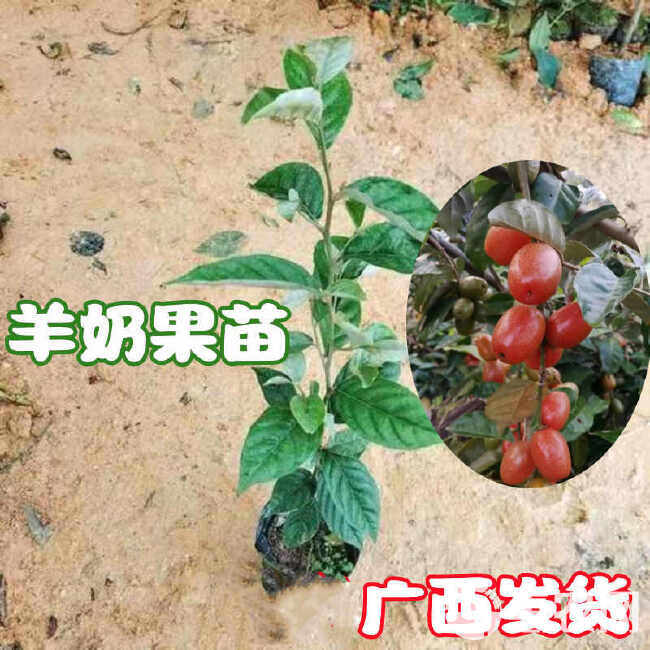 羊奶果树苗新品种德甜纯甜大果盆栽地栽当年结果南方北方种植耐寒