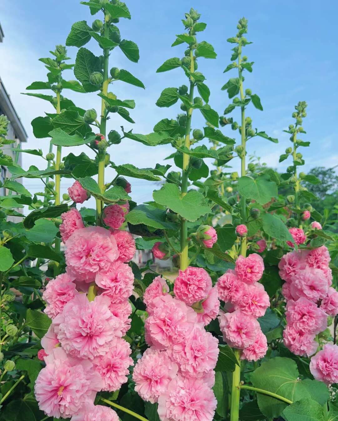 蜀葵花种子，重瓣一丈红种子多年生春播四季易种活庭院播种花卉籽