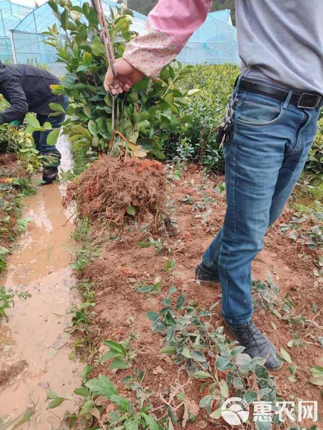 油茶苗，苗场直销50万油茶裸棵苗，价格实惠，欢迎联系