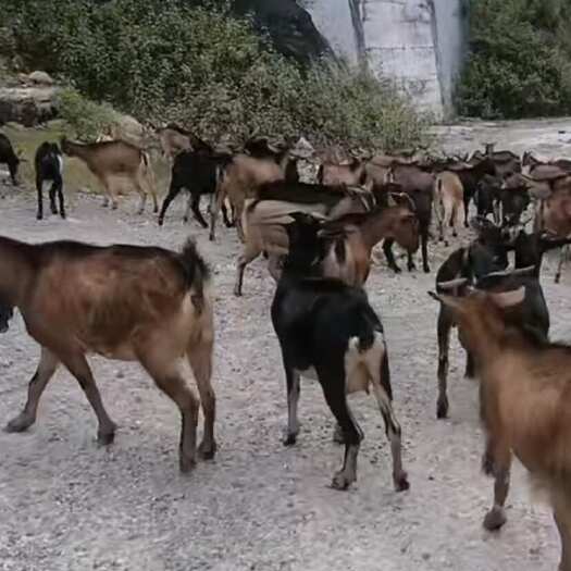 勐腊县放养黑山羊，天然养殖，大量出售