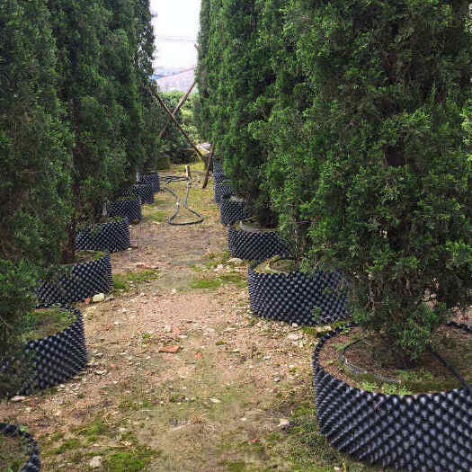植树专用控根器塑料排水板园林绿化移苗育苗容器阻根板