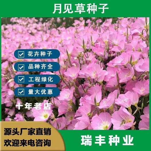 东海县美丽月见草种子四季易活花种籽子多年生花种庭院阳台盆栽耐寒花籽