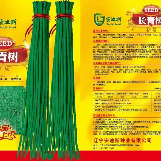 大连长青树豇豆种子