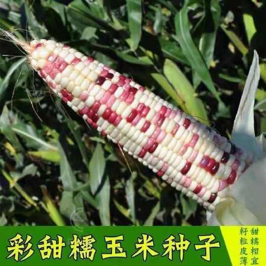 拖车头苏科糯1803甜彩糯玉米种子春秋播种鲜食糯玉米种籽抗病