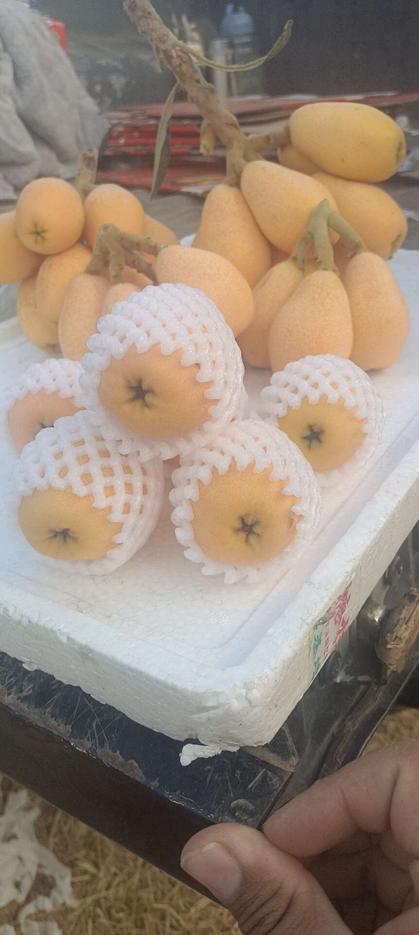 米易枇杷