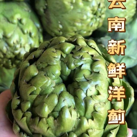 陆良县云南新鲜洋蓟 朝鲜蓟 法国百合 产地直发 现摘现发