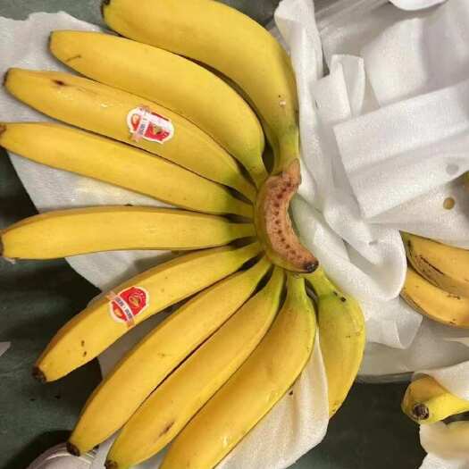 上海精品二黄蕉，价格非常劲爆，保质保量，全国可发，品质嘎嘎硬