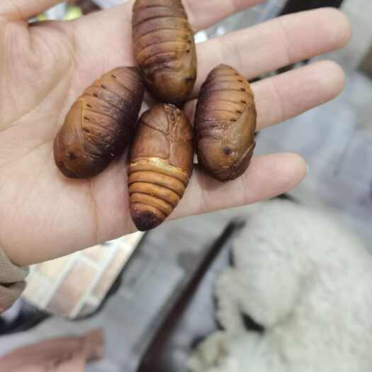 凌海市大二黄蚕蛹