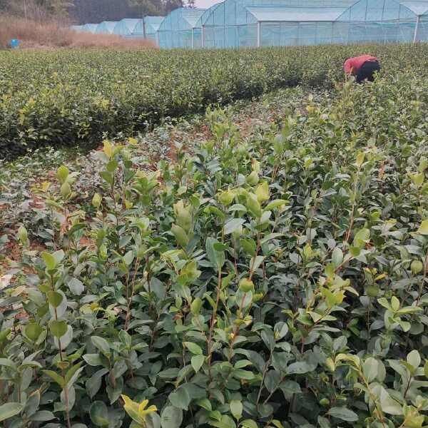 油茶苗，苗场直销50万油茶裸棵苗，价格实惠，欢迎联系