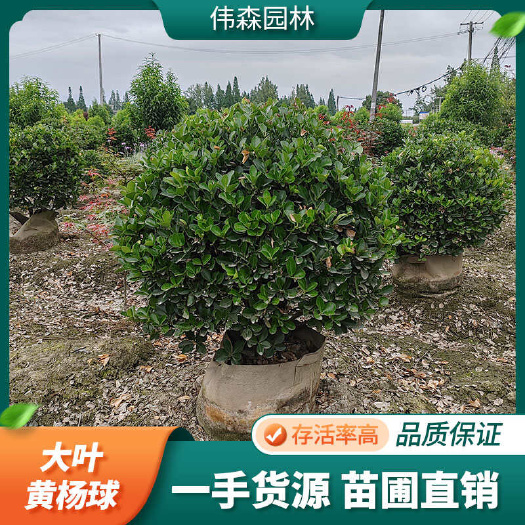 崇州市基地直供 大叶黄杨球 万年青球 规格齐全 生长茂盛 叶色青绿