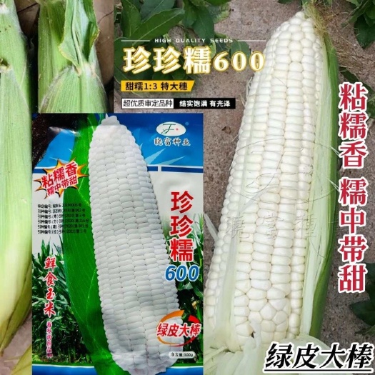 淮安珍珍糯600玉米种子粘糯香糯玉米种子大号糯中带甜粘玉米种籽大