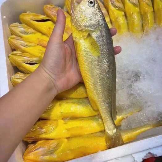 东山县源头深海黄花鱼海钓鲜冷冻小黄花鱼一盒2-3条大黄花鱼一条1斤