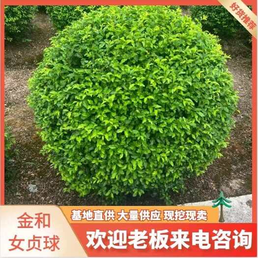 金禾女贞球 苗 柱。优惠处理
