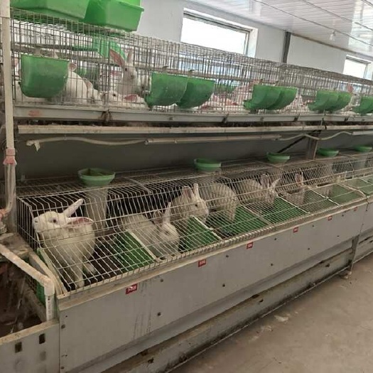 仪征市肉兔 新西兰 兔