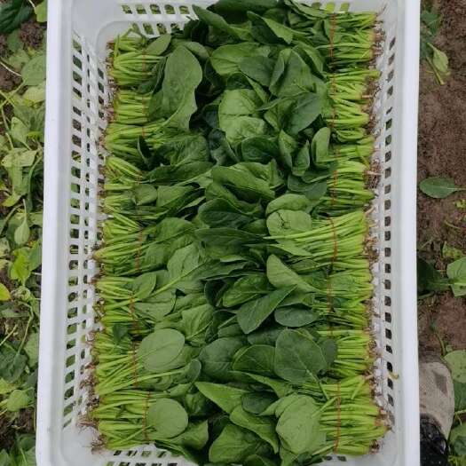 南通精品菠菜