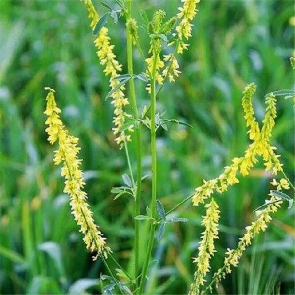 草木犀种子绿肥黄花苜蓿猪牛羊草木樨耐旱耐热 护坡蜜源植物种子