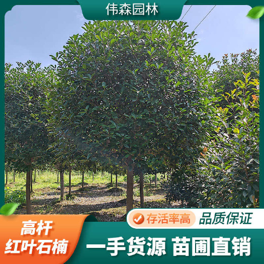 崇州市基地直售 10公分高杆红叶石楠树 别墅造景工程专用 街道公路