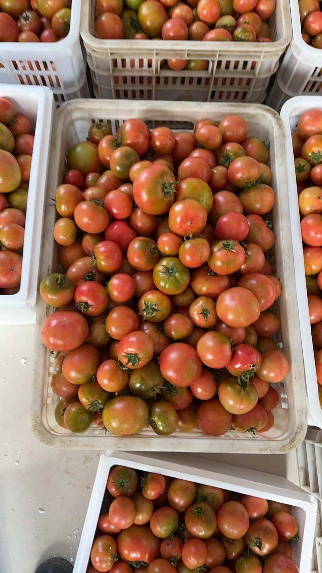 草莓番茄