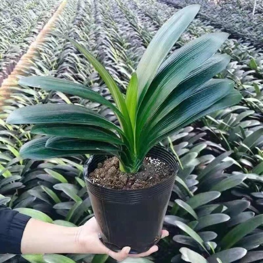 沭阳县君子兰8—10叶