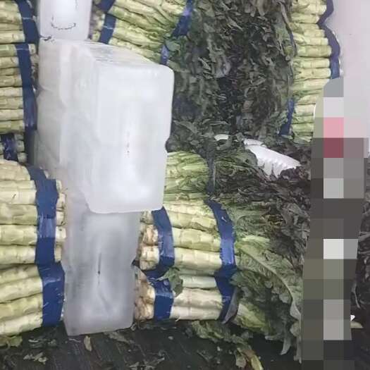 攀枝花金品青笋