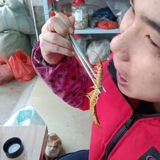 梧州蜈蚣16一条，十条起发货，活的包邮，需要预订，15公分左右。