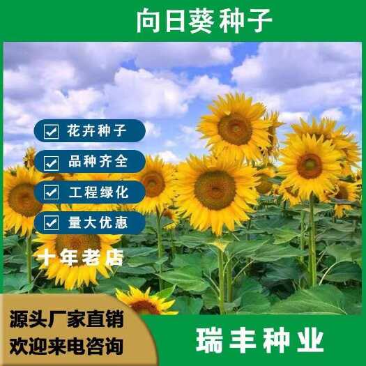 东海县向日葵种子 玩具熊向日葵种子 食用向日葵种子，鸿运向日葵种子
