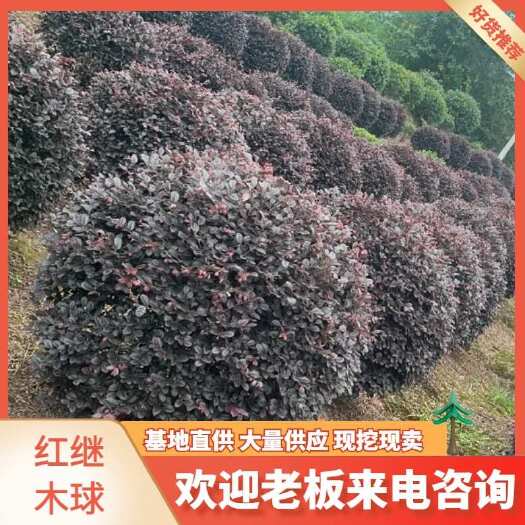 北碚区直发精品红花继木苗木适合园林绿化
