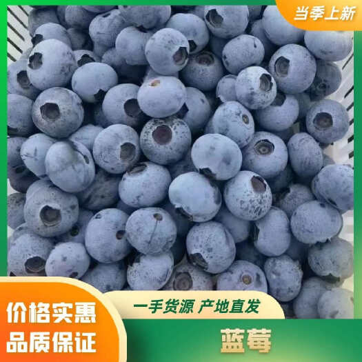 蓝莓大量有货